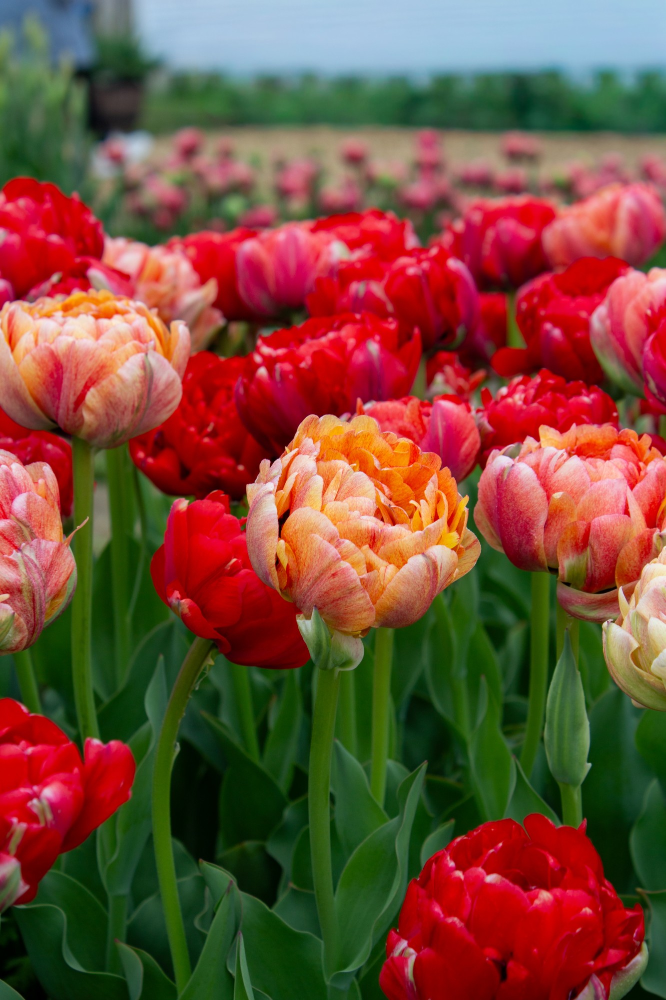 Field of pink and red tulips in bloom